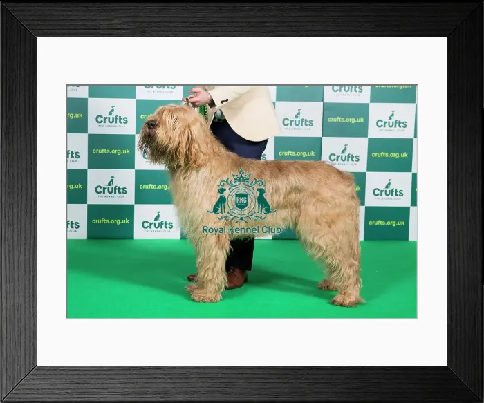 Framed Print : Best of Breed OTTERHOUND Crufts 2023 Framed Print : Best of Breed OTTERHOUND Crufts 2023