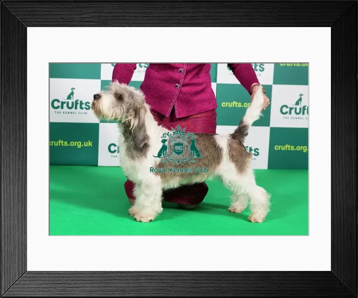 Framed Print : Best of Breed BASSET GRIFFON VENDEEN (PETIT) Crufts 2023 Framed Print : Best of Breed BASSET GRIFFON VENDEEN (PETIT) Crufts 2023