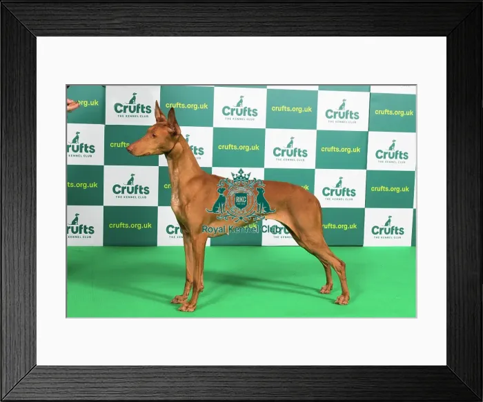 Framed Print : Best of Breed PHARAOH HOUND Crufts 2023 Framed Print : Best of Breed PHARAOH HOUND Crufts 2023