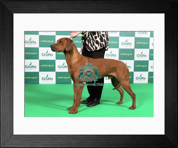 Framed Print : Best of Breed RHODESIAN RIDGEBACK Crufts 2023 Framed Print : Best of Breed RHODESIAN RIDGEBACK Crufts 2023