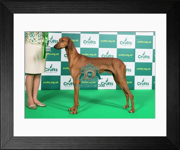 Framed Print : Best of Breed AV Import Azawakh Crufts 2023 Framed Print : Best of Breed AV Import Azawakh Crufts 2023