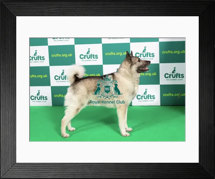 Framed Print : Best of Breed NORWEGIAN ELKHOUND Crufts 2023 Framed Print : Best of Breed NORWEGIAN ELKHOUND Crufts 2023