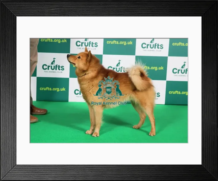 Framed Print : Best of Breed FINNISH SPITZ Crufts 2023 Framed Print : Best of Breed FINNISH SPITZ Crufts 2023