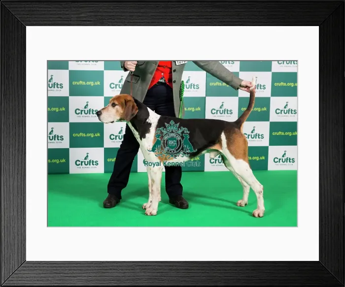 Framed Print : Best of Breed Fox Hound Crufts 2023 Framed Print : Best of Breed Fox Hound Crufts 2023
