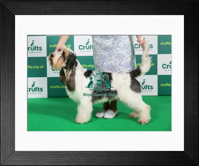 Framed Print : Best of Breed BASSET GRIFFON VENDEEN (GRAND) Crufts 2023 Framed Print : Best of Breed BASSET GRIFFON VENDEEN (GRAND) Crufts 2023