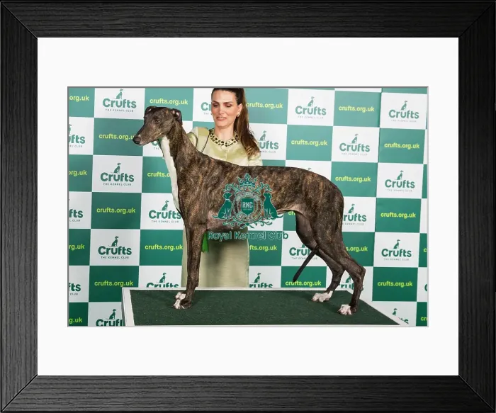 Framed Print : Best of Breed GREYHOUND Crufts 2023 Framed Print : Best of Breed GREYHOUND Crufts 2023