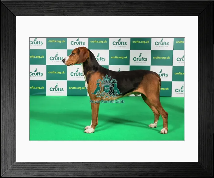 Framed Print : Best of Breed HAMILTONSTOVARE Crufts 2023 Framed Print : Best of Breed HAMILTONSTOVARE Crufts 2023