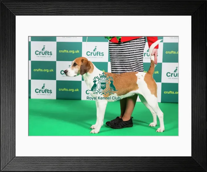 Framed Print : Best of Breed Harrier Crufts 2023