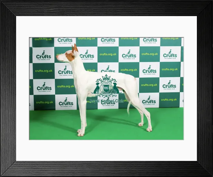 Framed Print : Best of Breed IBIZAN HOUND Crufts 2023 Framed Print : Best of Breed IBIZAN HOUND Crufts 2023