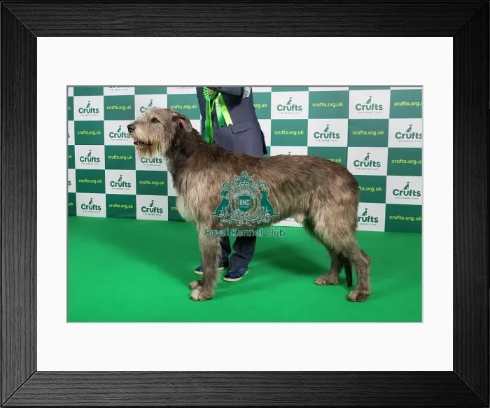 Framed Print : Best of Breed IRISH WOLFHOUND Crufts 2023 Framed Print : Best of Breed IRISH WOLFHOUND Crufts 2023