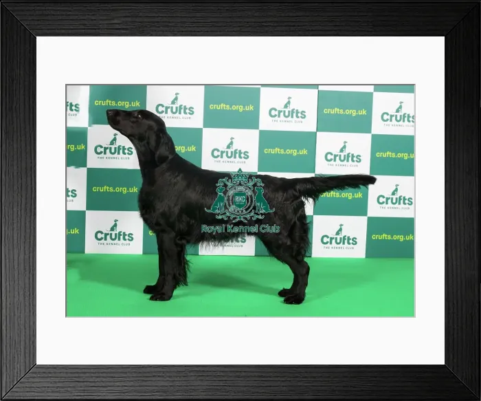 Framed Print : Best of Breed RETRIEVER (FLAT COATED) Crufts 2023 Framed Print : Best of Breed RETRIEVER (FLAT COATED) Crufts 2023