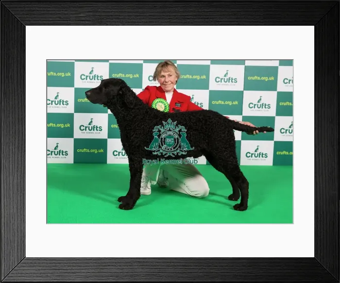 Framed Print : Best of Breed RETRIEVER (CURLY COATED) Crufts 2023 Framed Print : Best of Breed RETRIEVER (CURLY COATED) Crufts 2023