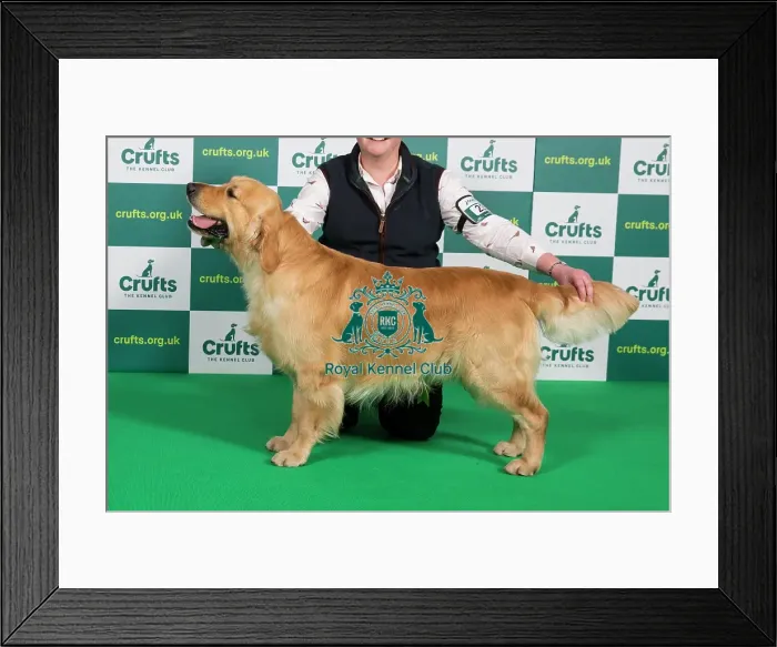 Framed Print : Best of Breed RETRIEVER (GOLDEN) Crufts 2023