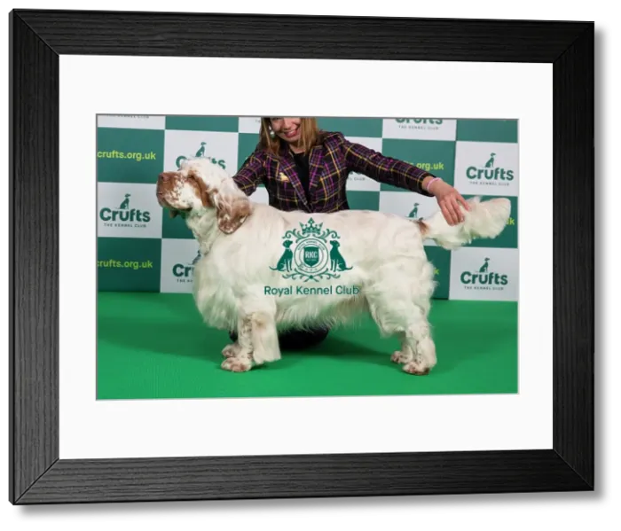 Framed Print : Best of Breed SPANIEL (CLUMBER) Crufts 2023 Framed Print : Best of Breed SPANIEL (CLUMBER) Crufts 2023