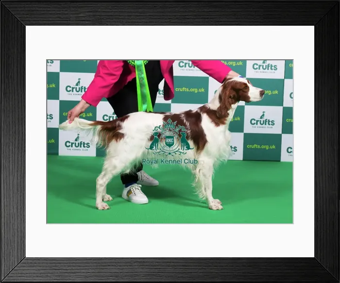 Framed Print : Best of Breed IRISH RED & WHITE SETTER Crufts 2023 Framed Print : Best of Breed IRISH RED & WHITE SETTER Crufts 2023
