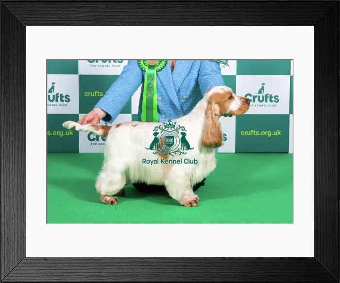 Framed Print : Best of Breed SPANIEL (COCKER) Crufts 2023 Framed Print : Best of Breed SPANIEL (COCKER) Crufts 2023