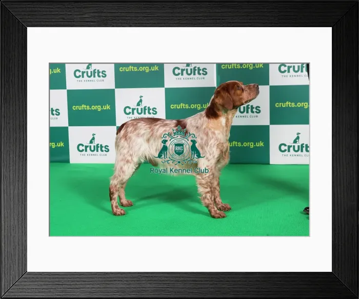 Framed Print : Best of Breed Brittany Crufts 2023 Framed Print : Best of Breed Brittany Crufts 2023
