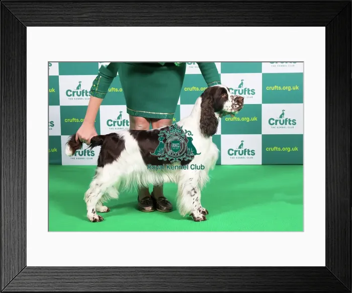 Framed Print : Best of Breed SPANIEL (ENGLISH SPRINGER) Crufts 2023 Framed Print : Best of Breed SPANIEL (ENGLISH SPRINGER) Crufts 2023
