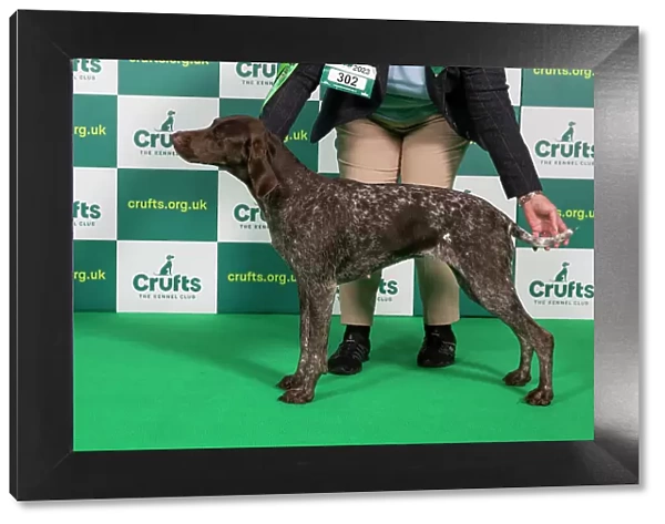 Best of Breed German Shorthaired Pointer Crufts 2023