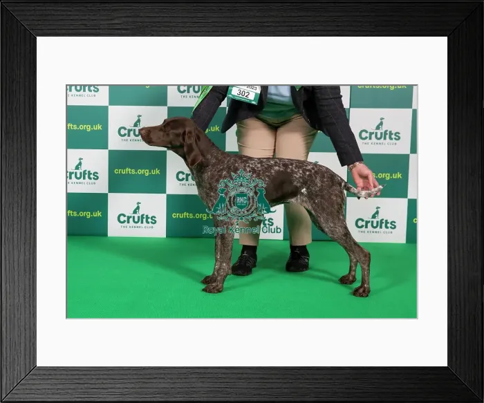 Framed Print : Best of Breed German Shorthaired Pointer Crufts 2023 Framed Print : Best of Breed German Shorthaired Pointer Crufts 2023