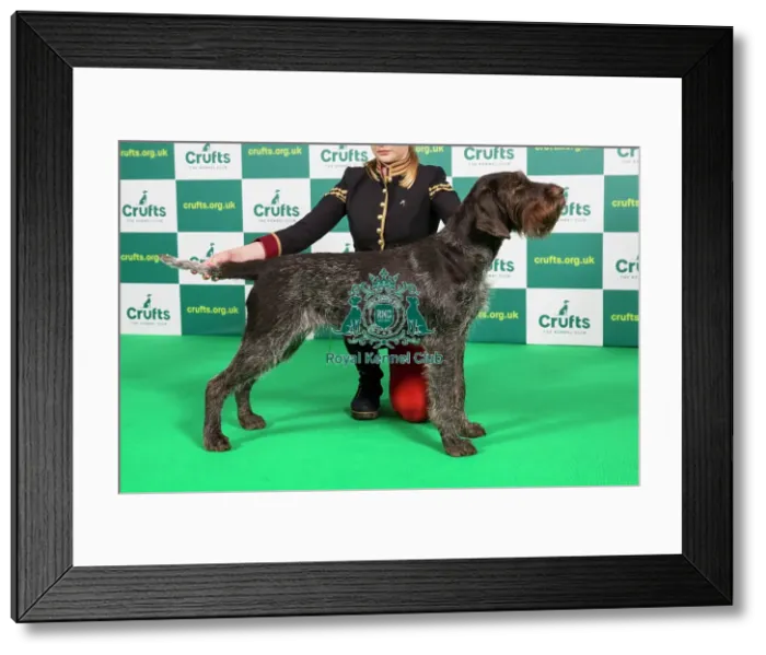 Framed Print : Best of Breed GERMAN WIREHAIRED POINTER Crufts 2023 Framed Print : Best of Breed GERMAN WIREHAIRED POINTER Crufts 2023