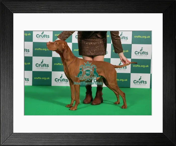 Framed Print : Best of Breed HUNGARIAN VIZSLA Crufts 2023 Framed Print : Best of Breed HUNGARIAN VIZSLA Crufts 2023