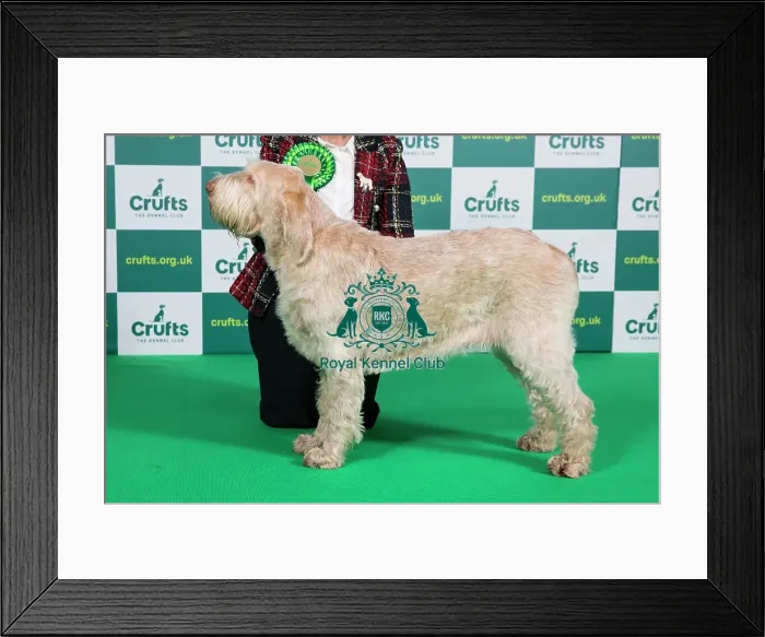Framed Print : Best of Breed ITALIAN SPINONE Crufts 2023 Framed Print : Best of Breed ITALIAN SPINONE Crufts 2023