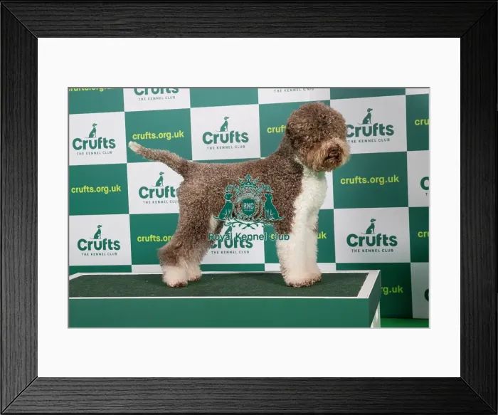 Framed Print : Best of Breed LAGOTTO ROMAGNOLO (IMP) Crufts 2023 Framed Print : Best of Breed LAGOTTO ROMAGNOLO (IMP) Crufts 2023
