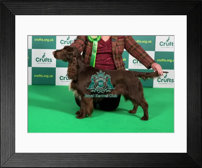 Framed Print : Best of Breed SPANIEL (FIELD) Crufts 2023 Framed Print : Best of Breed SPANIEL (FIELD) Crufts 2023