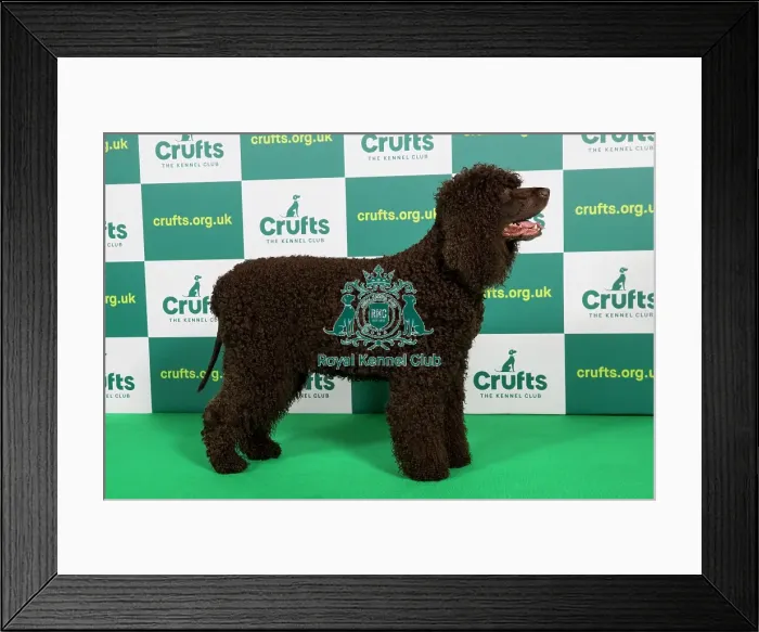 Framed Print : Best of Breed SPANIEL (IRISH WATER) Crufts 2023 Framed Print : Best of Breed SPANIEL (IRISH WATER) Crufts 2023