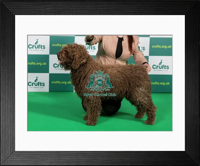 Framed Print : Best of Breed SPANISH WATER DOG (NONCC) Crufts 2023 Framed Print : Best of Breed SPANISH WATER DOG (NONCC) Crufts 2023