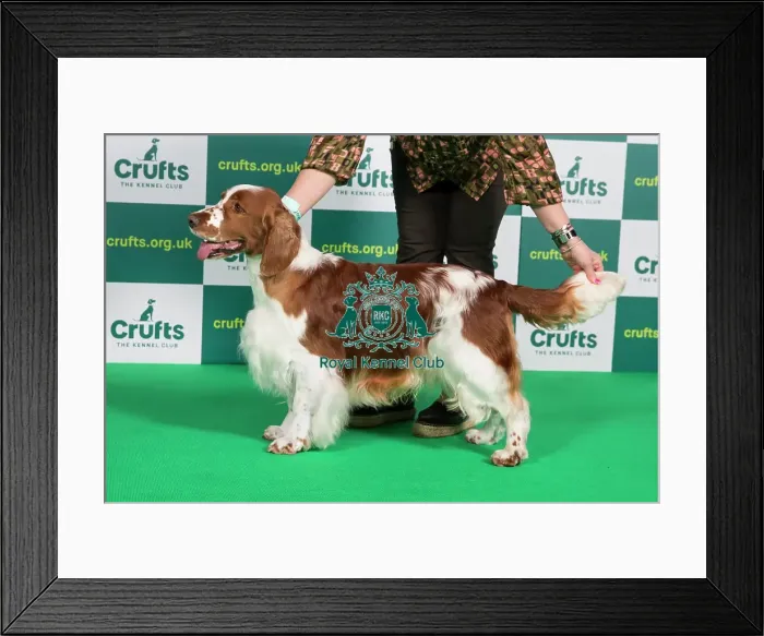 Framed Print : Best of Breed SPANIEL (WELSH SPRINGER) Crufts 2023 Framed Print : Best of Breed SPANIEL (WELSH SPRINGER) Crufts 2023