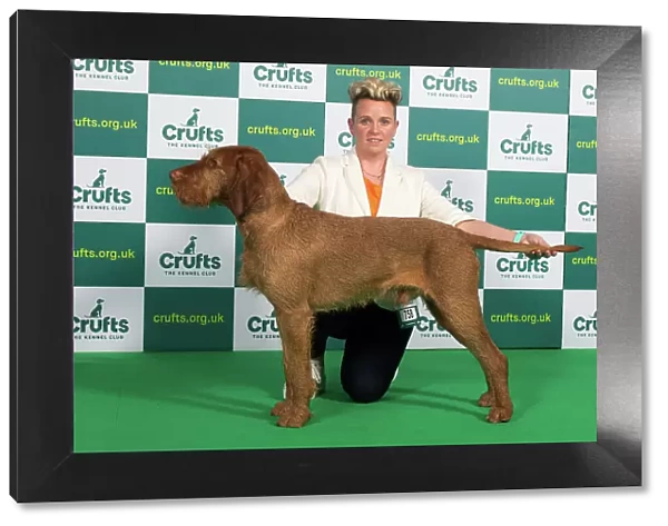 Best of Breed HUNGARIAN WIREHAIRED VIZSLA Crufts 2023
