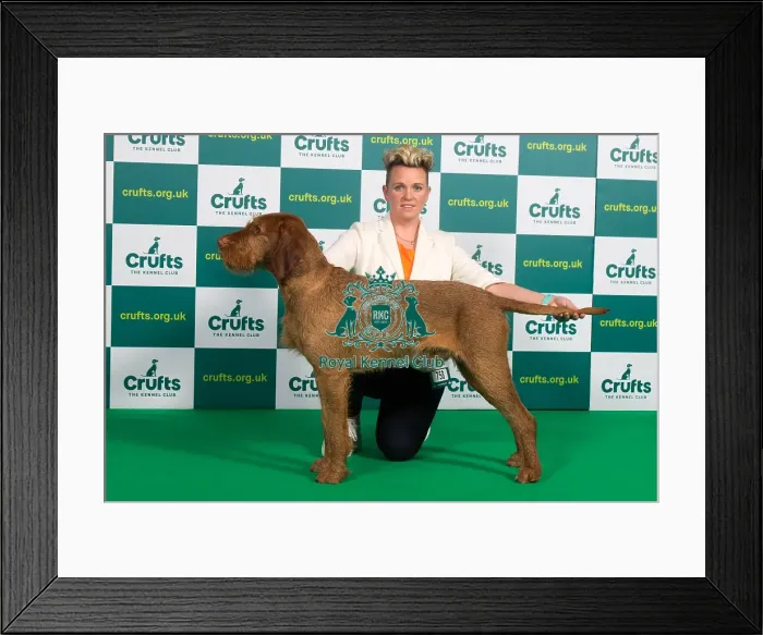 Framed Print : Best of Breed HUNGARIAN WIREHAIRED VIZSLA Crufts 2023 Framed Print : Best of Breed HUNGARIAN WIREHAIRED VIZSLA Crufts 2023