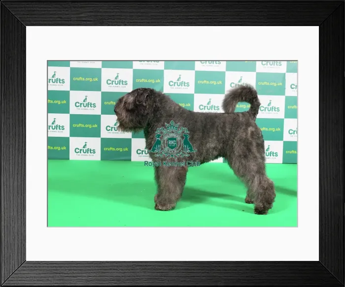 Framed Print : Best of Breed BOUVIER DES FLANDRES Crufts 2023