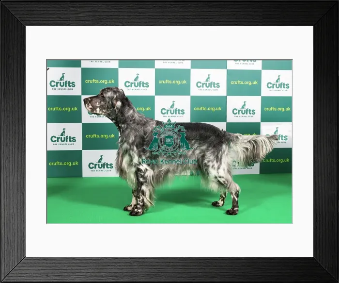 Framed Print : Best of Breed ENGLISH SETTER Crufts 2023 Framed Print : Best of Breed ENGLISH SETTER Crufts 2023