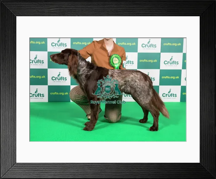Framed Print : Best of Breed GERMAN LONGHAIRED POINTER (NONCC) Crufts 2023