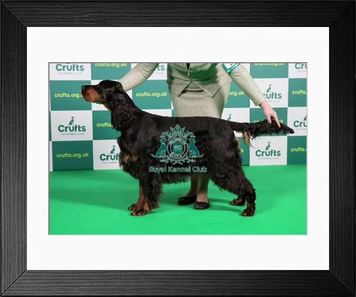 Framed Print : Best of Breed GORDON SETTER Crufts 2023 Framed Print : Best of Breed GORDON SETTER Crufts 2023