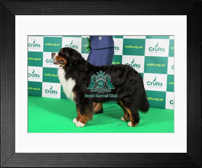 Framed Print : Best of Breed BERNESE MOUNTAIN DOG Crufts 2023 Framed Print : Best of Breed BERNESE MOUNTAIN DOG Crufts 2023