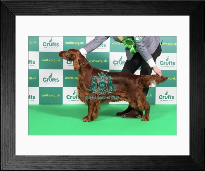 Framed Print : Best of Breed IRISH SETTER Crufts 2023 Framed Print : Best of Breed IRISH SETTER Crufts 2023