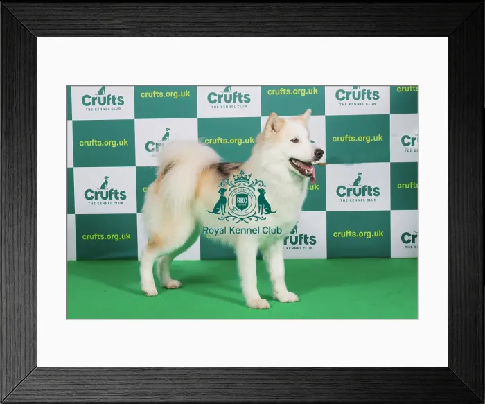 Framed Print : Best of Breed CANADIAN ESKIMO DOG (NONCC) Crufts 2023