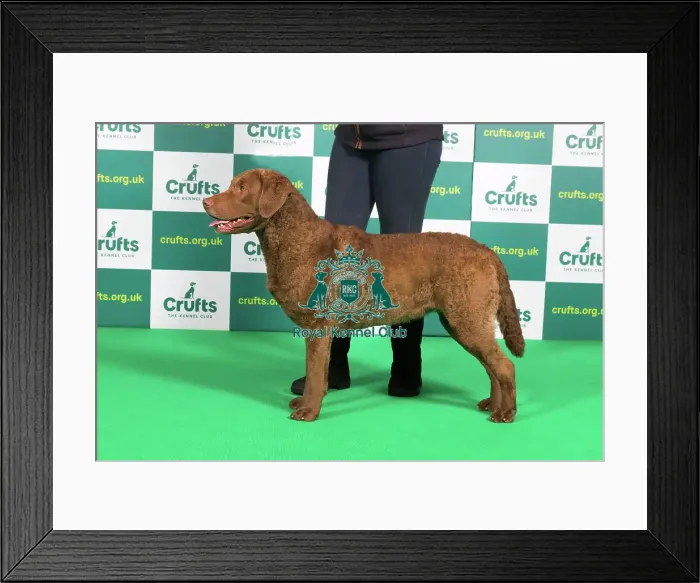 Framed Print : Best of Breed RETRIEVER (CHESAPEAKE BAY) Crufts 2023 Framed Print : Best of Breed RETRIEVER (CHESAPEAKE BAY) Crufts 2023