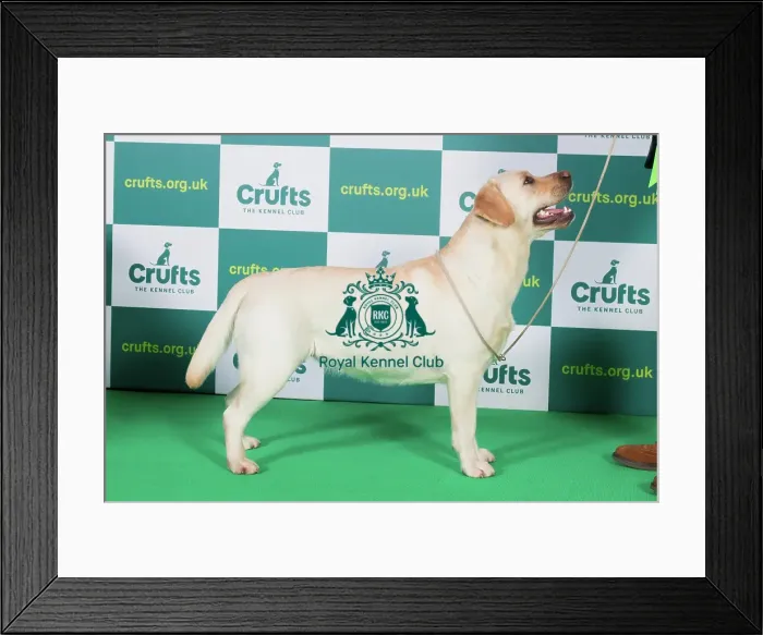 Framed Print : Best of Breed RETRIEVER (LABRADOR) Crufts 2023 Framed Print : Best of Breed RETRIEVER (LABRADOR) Crufts 2023