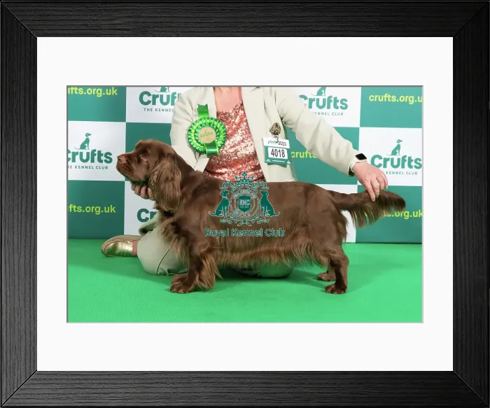 Framed Print : Best of Breed SPANIEL (SUSSEX) Crufts 2023 Framed Print : Best of Breed SPANIEL (SUSSEX) Crufts 2023