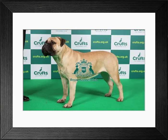 Framed Print : Best of Breed BULLMASTIFF Crufts 2023 Framed Print : Best of Breed BULLMASTIFF Crufts 2023