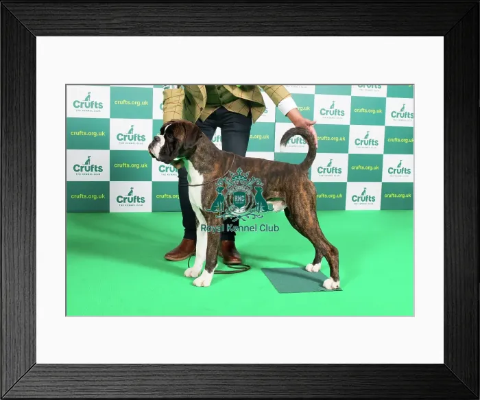 Framed Print : Best of Breed Boxer Crufts 2023 Framed Print : Best of Breed Boxer Crufts 2023