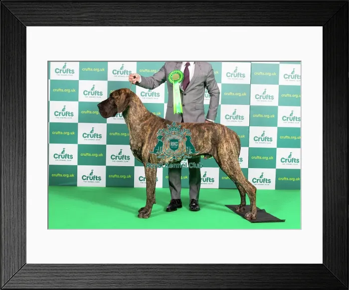 Framed Print : Best of Breed Great Dane Crufts 2023