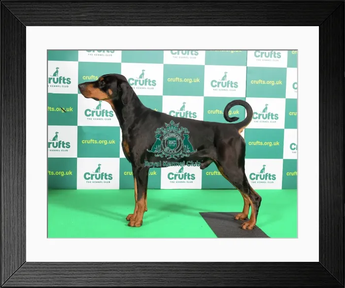 Framed Print : Best of Breed Dobermann Crufts 2023 Framed Print : Best of Breed Dobermann Crufts 2023