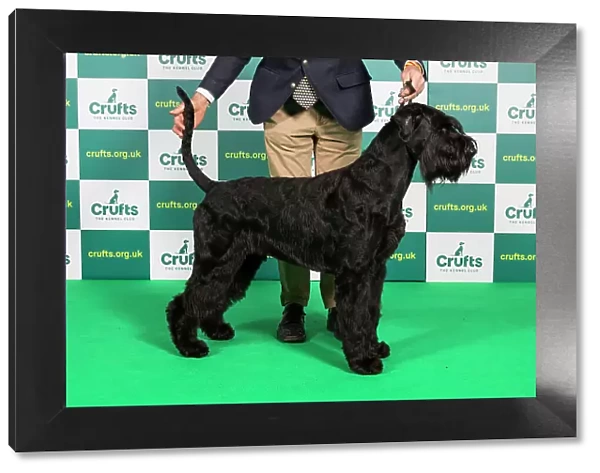 Best of Breed Giant Schnauzer Crufts 2023