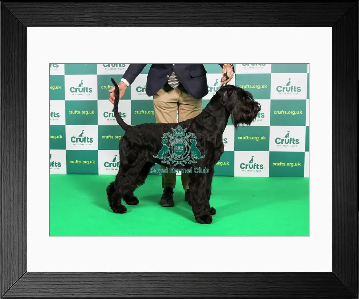 Framed Print : Best of Breed Giant Schnauzer Crufts 2023 Framed Print : Best of Breed Giant Schnauzer Crufts 2023